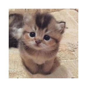 ELON’S CAT
